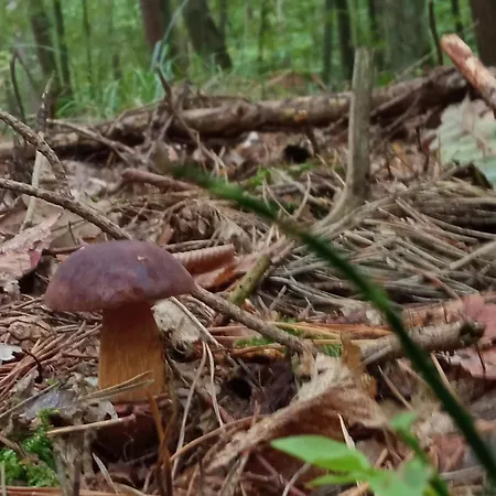 بيت خشبي Na Mazurach Lesne Zacisze Ostaszewo (Warmian-Masurian)